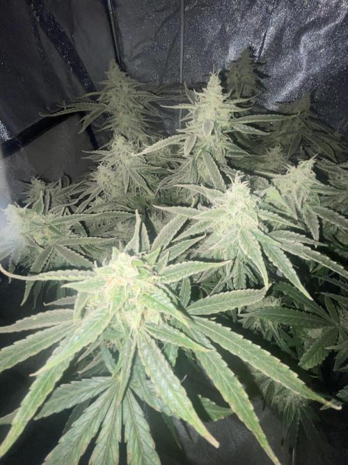 Fractal(divine seeds). Week 13