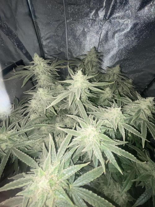 Fractal(divine seeds). Week 13