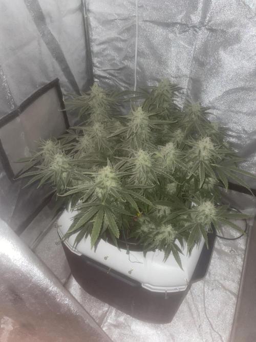 Fractal(divine seeds). Week 13