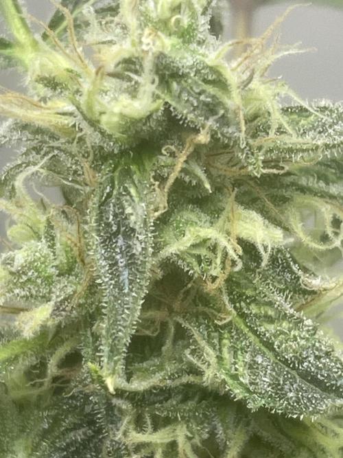 Black opium(Divine Seeds). Week 11