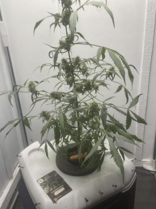 Black opium(Divine Seeds). Week 11