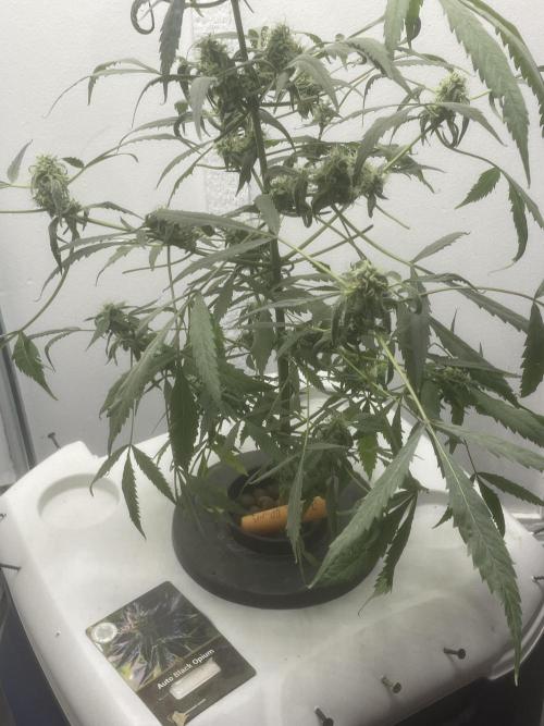 Black opium(Divine Seeds). Week 11