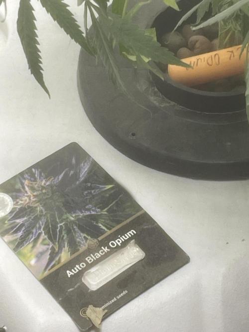 Black opium(Divine Seeds). Week 11