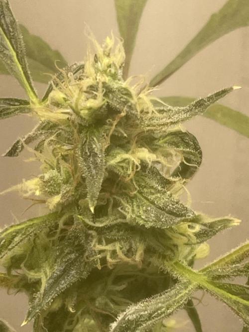 Black opium(Divine Seeds). Week 11