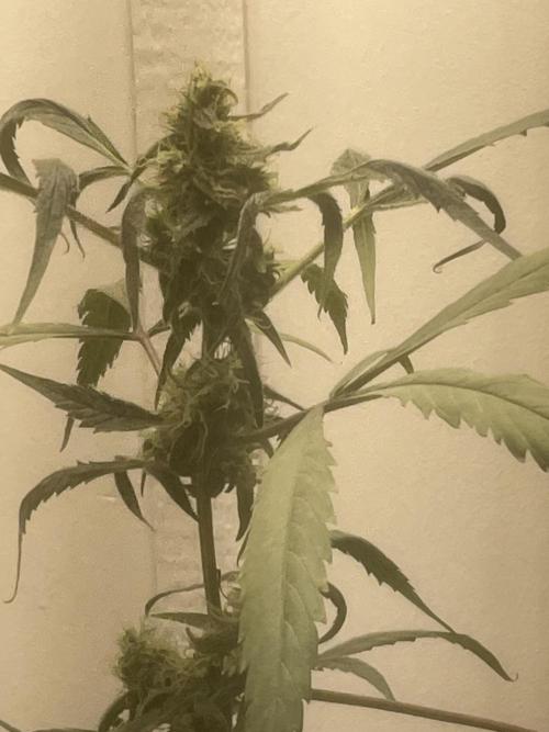 Black opium(Divine Seeds). Week 11