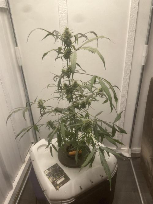 Black opium(Divine Seeds). Week 11