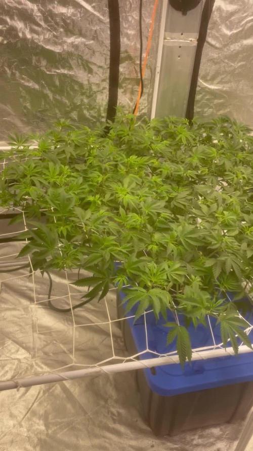 Aeque Genetics( Razberry Garlic)