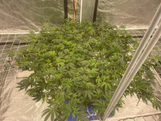 Aeque Genetics( Razberry Garlic). Week 10