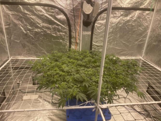 Aeque Genetics( Razberry Garlic). Week 10