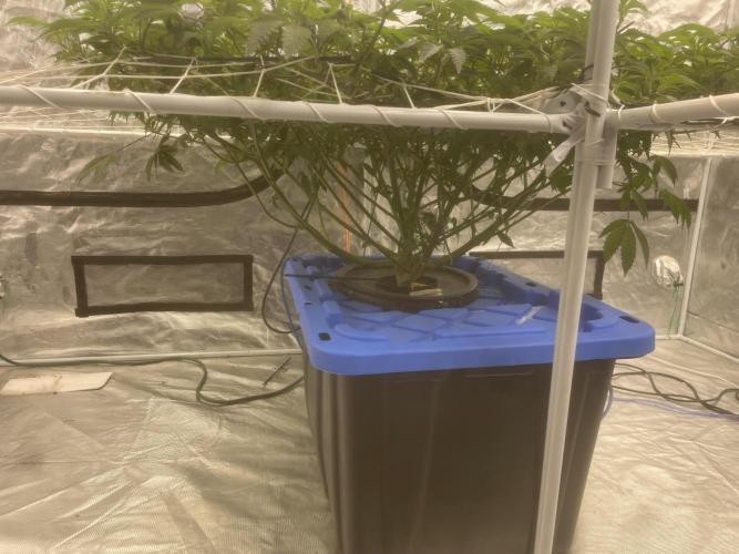 Aeque Genetics( Razberry Garlic). Week 10