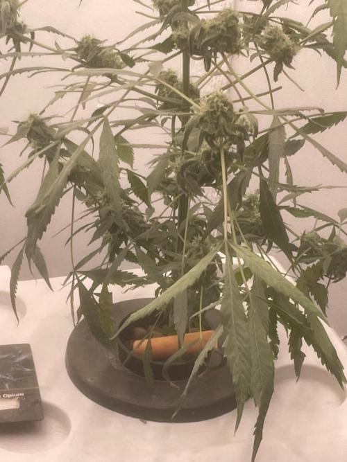 Black opium(Divine Seeds). Week 12