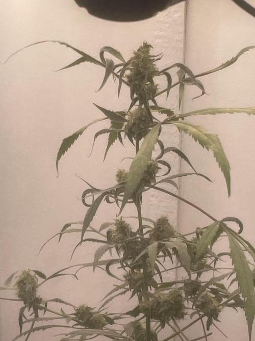 Black opium(Divine Seeds). Week 12