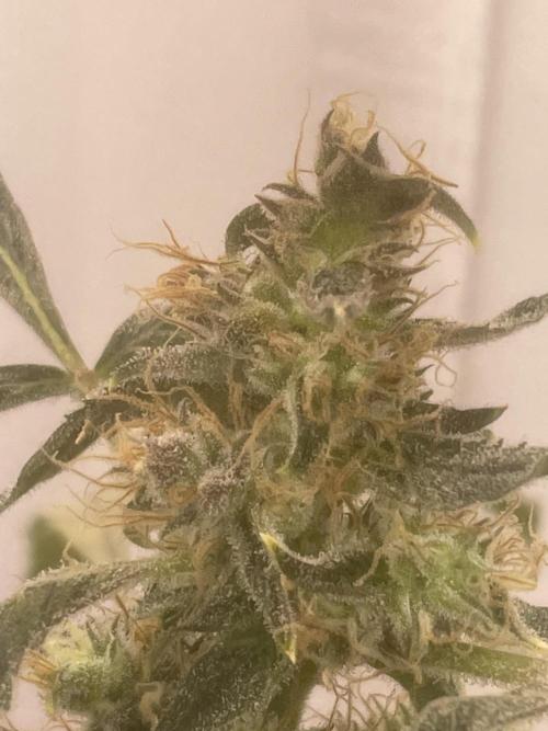 Black opium(Divine Seeds). Week 12