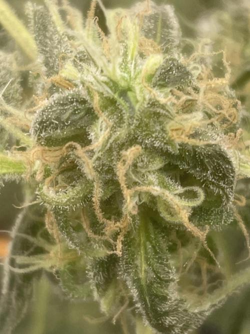 Black opium(Divine Seeds). Week 12