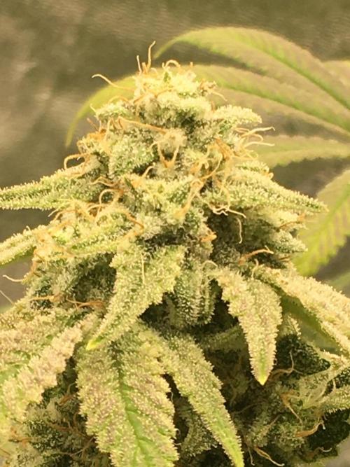 Fractal(divine seeds). Week 14