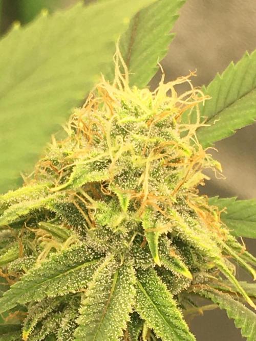 Fractal(divine seeds). Week 14