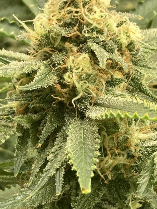 Fractal(divine seeds). Week 14