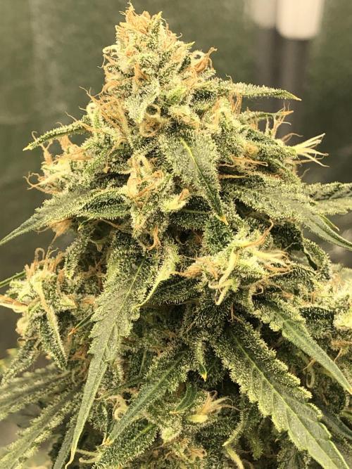 Fractal(divine seeds). Week 14