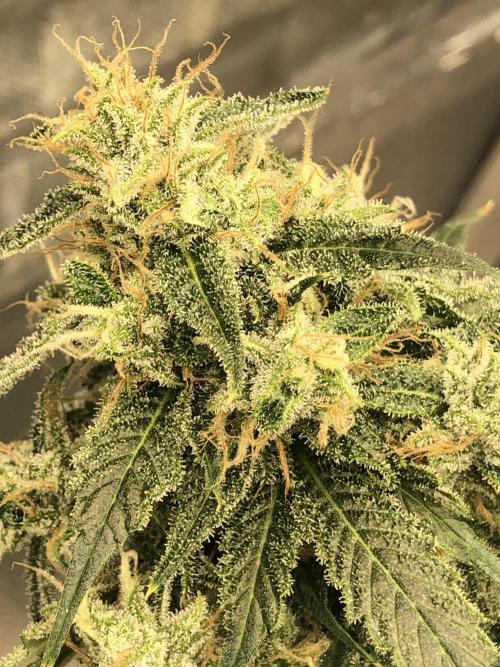 Fractal(divine seeds). Week 14