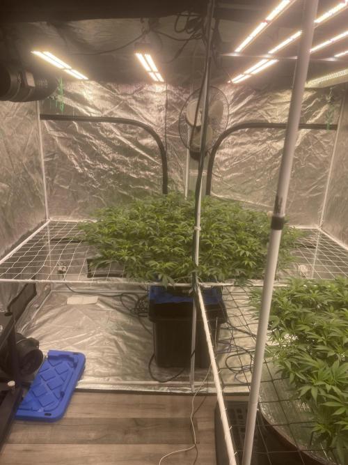 Aeque Genetics( Razberry Garlic). Week 11