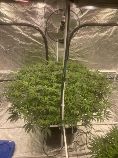 Aeque Genetics( Razberry Garlic). Week 11