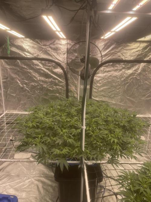 Aeque Genetics( Razberry Garlic). Week 11