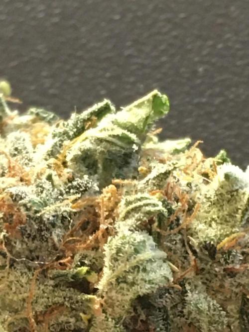 Fractal(divine seeds). Week 15