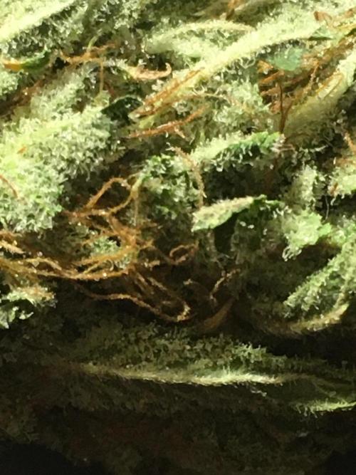 Fractal(divine seeds). Week 15