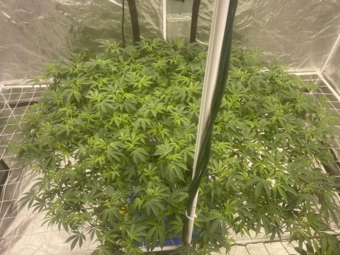 Aeque Genetics( Razberry Garlic). Week 12