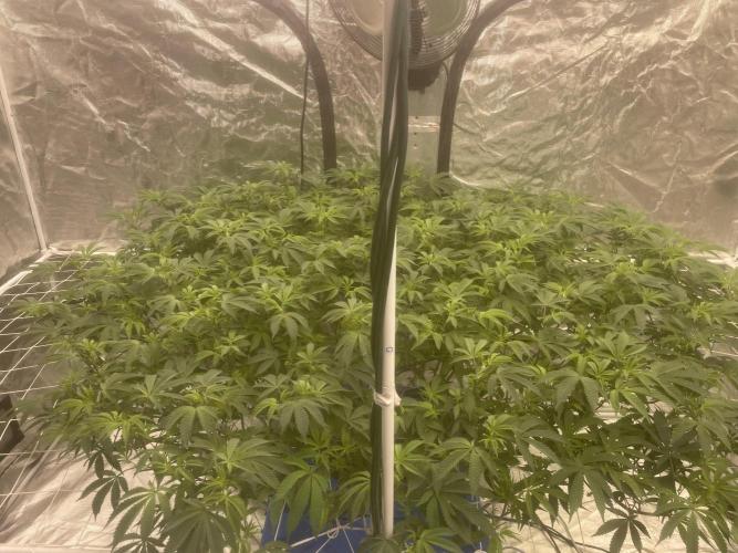 Aeque Genetics( Razberry Garlic). Week 12