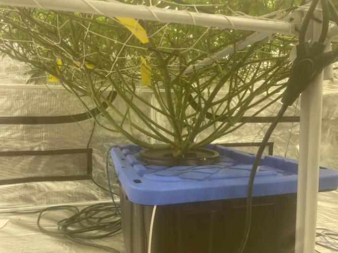 Aeque Genetics( Razberry Garlic). Week 12