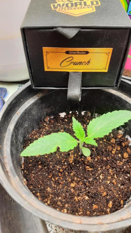 Crunch. Week 2