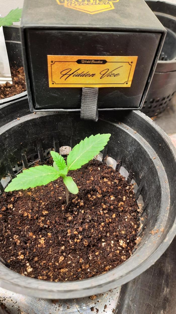 Hidden Vice(World Breeders). Week 2
