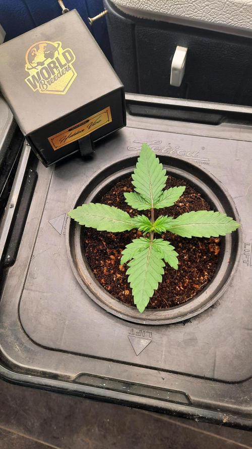 Hidden Vice(World Breeders). Week 3