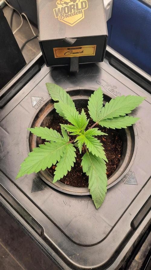 Crunch(World Breeders). Week 3