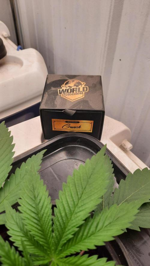 Crunch(World Breeders). Week 4