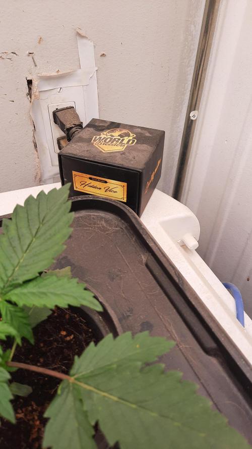 Hidden Vice(World Breeders). Week 4