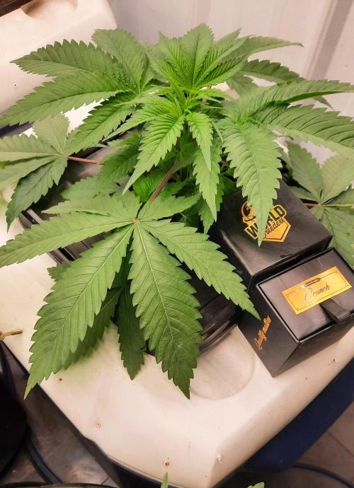 Crunch(World Breeders). Week 5