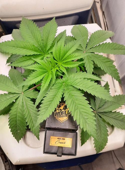 Crunch(World Breeders). Week 5