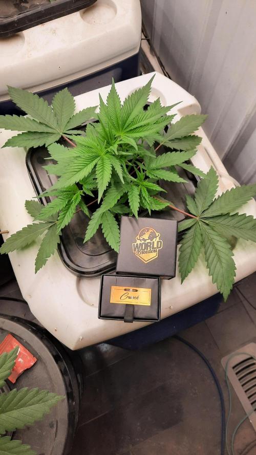 Crunch(World Breeders). Week 5 - Trimmed if you leaves off of this