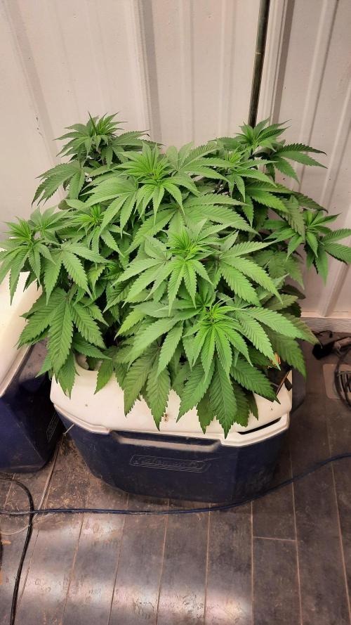 Crunch(World Breeders). Week 6