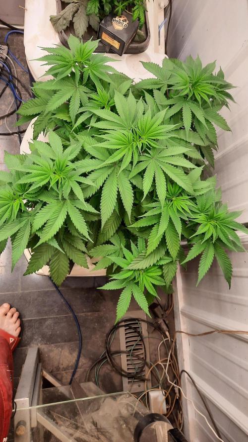 Crunch(World Breeders). Week 6