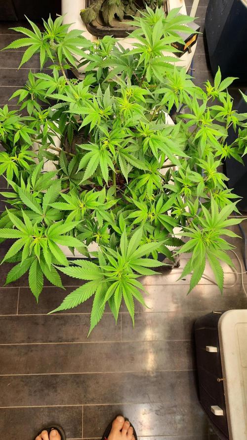 Crunch(World Breeders). Week 7