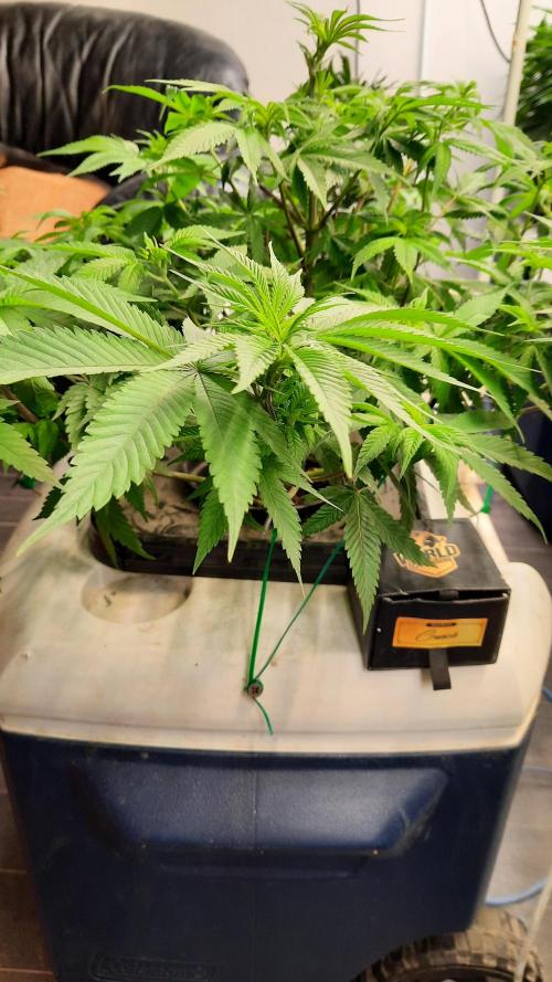 Crunch(World Breeders). Week 7