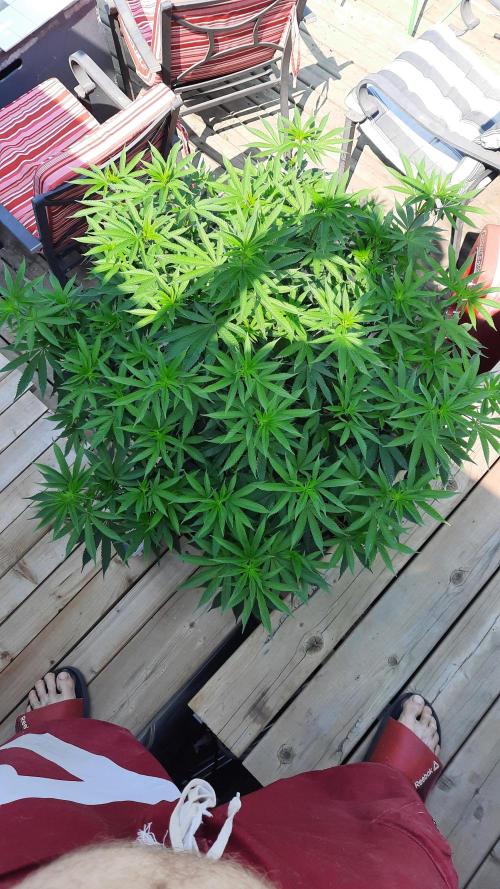 Crunch(World Breeders). Week 8