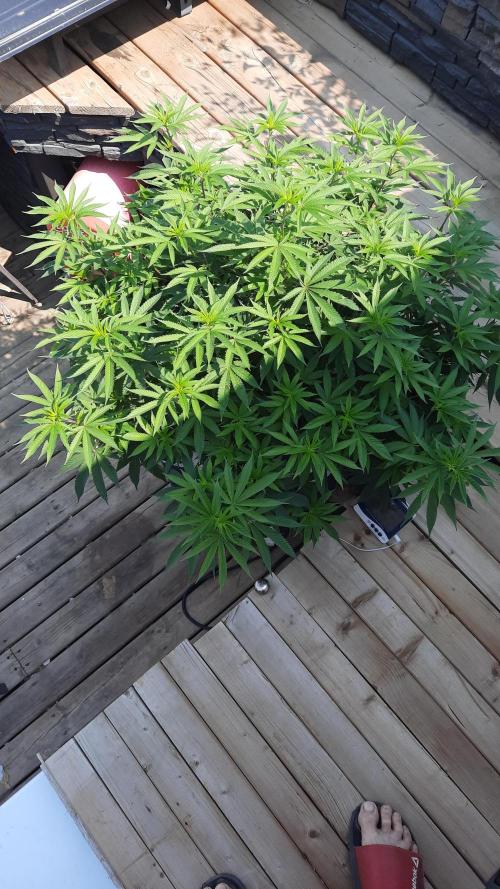 Crunch(World Breeders). Week 8