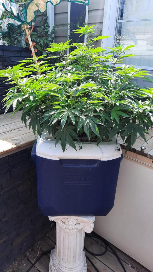 Crunch(World Breeders). Week 8