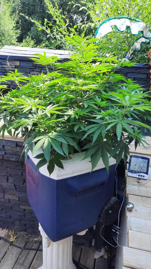 Crunch(World Breeders). Week 8