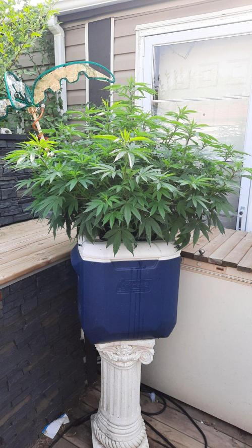 Crunch(World Breeders). Week 9