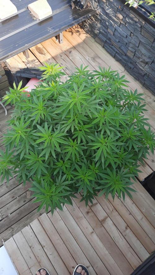 World Breeders - Crunch door TheGreenCareTaker